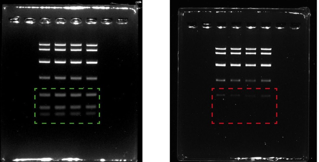 Molecular Biology Grade Agarose Tablets
