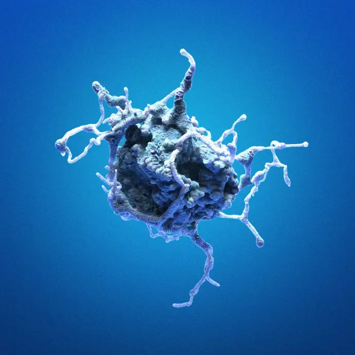 Human Gingival Fibroblasts (hGF)